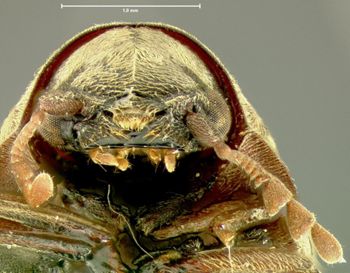 Media type: image;   Entomology 24663 Aspect: head frontal view